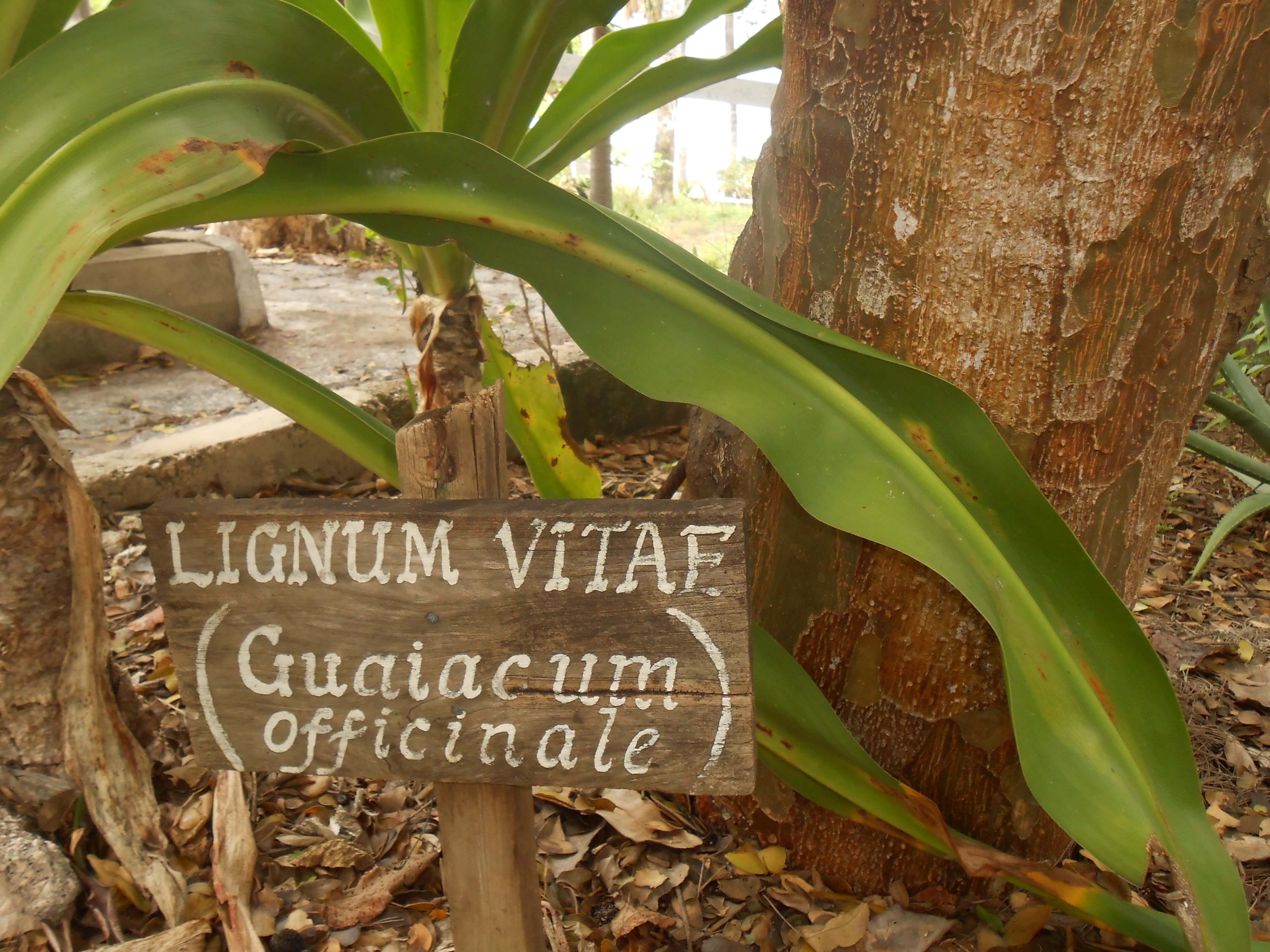 The Lignum Vitae (Guiacum Officinale)